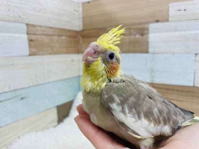 メロメロにさせちゃうよ♡キュートなオカメインコ シナモン