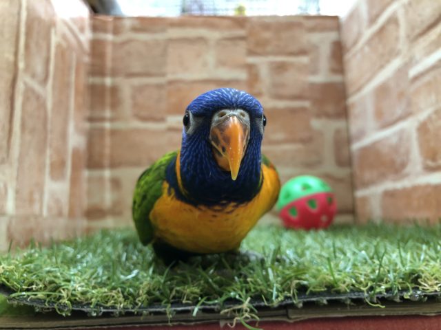 甘ったれさん再登場！　ゴシキセイガイインコ　R4 3／17撮影