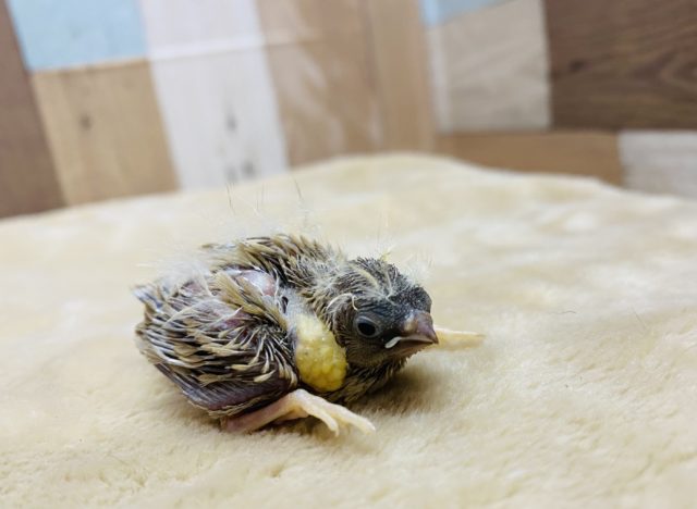 小さな天使ちゃん♡ほわっとワタ毛のキンカ鳥