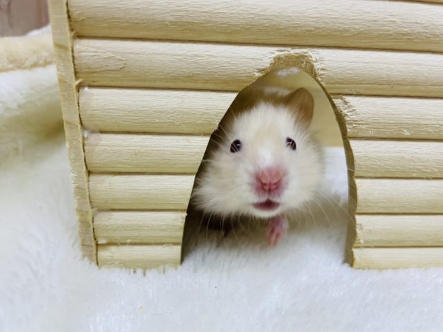 胸きゅん♡赤目サテンハムスター女の子！