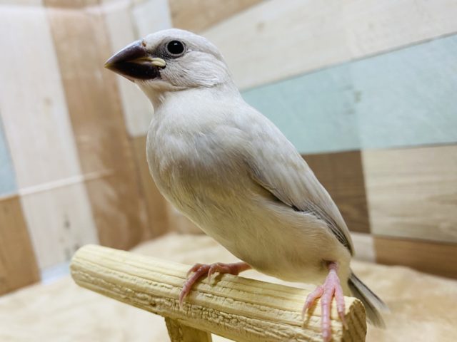 最新画像あり！モリッモリご飯食べるよ♪シルバー文鳥やって来ました〜