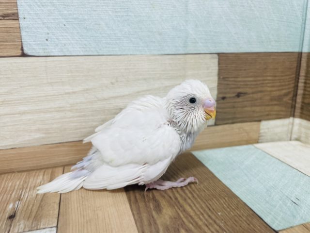愛嬌が武器なんです。。セキセイインコ ダブルファクター！