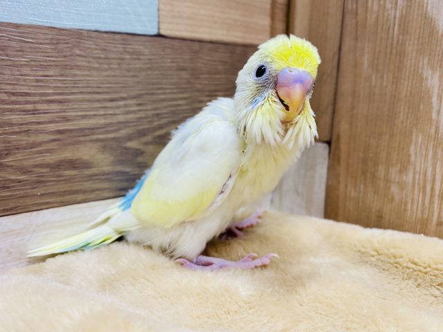 淡いカラーがステキです❤︎セキセイインコ、パステルレインボーハルクインやってきました！
