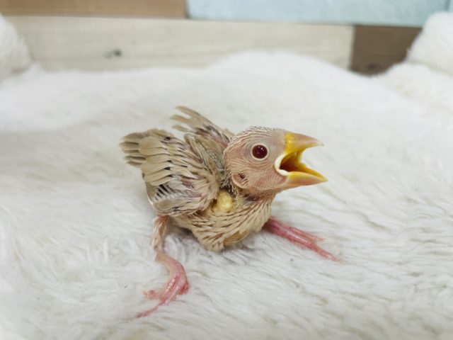 久々にやってきました♡胸きゅんシナモン文鳥さん！