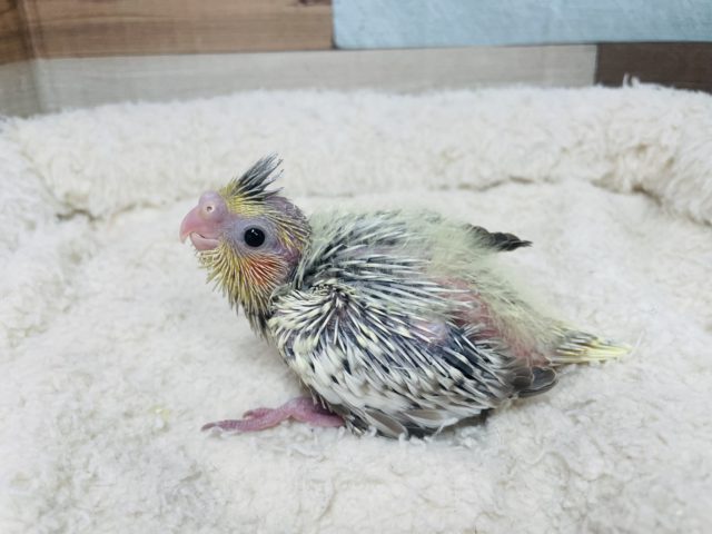 じっと見つめてくる姿にキュン！ オカメインコ シナモンパイド