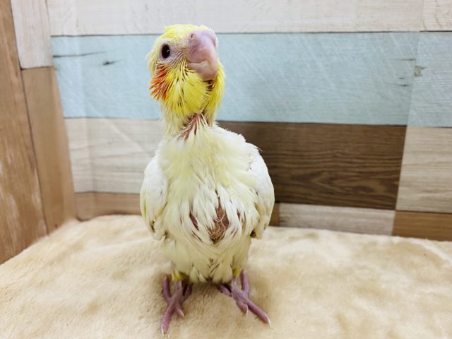 赤いほっぺが特徴のオカメインコルチノーやって来ました♪