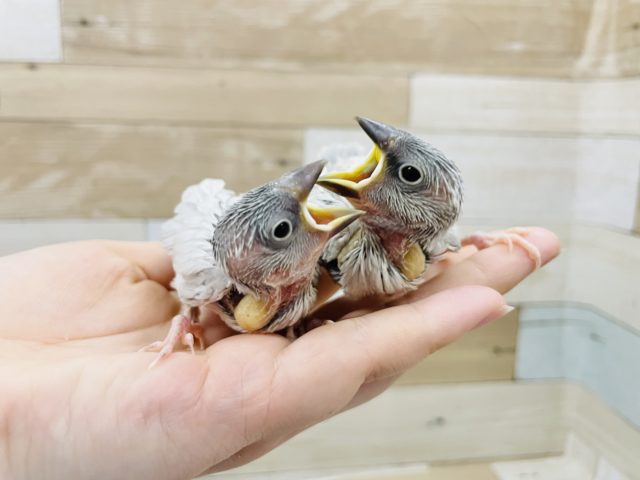 成長した姿が綺麗✨シルバー文鳥ヒナさん！
