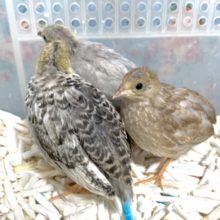 ヒメウズラ  入舎しました〜🐣  3/8