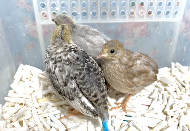 ヒメウズラ  入舎しました〜🐣  3/8