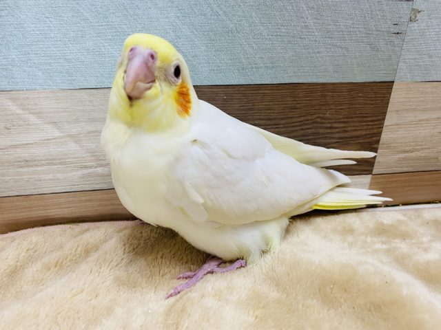 順調に成長しております！オカメインコルチノーさん♪