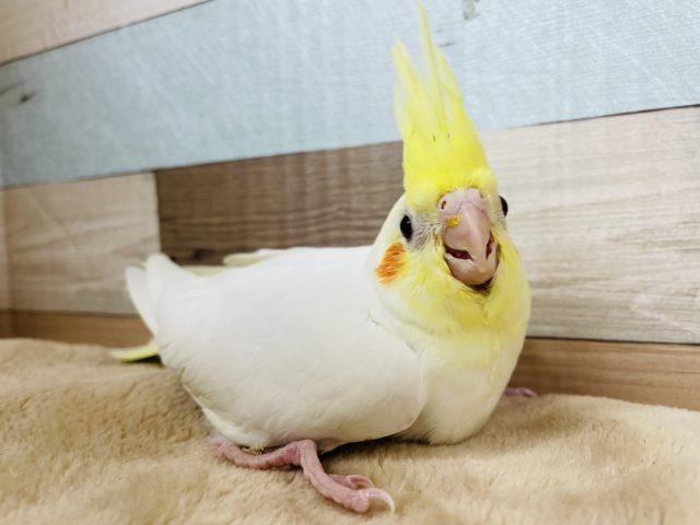 甘え上手なヒナさんです☆オカメインコのルチノーカラー！