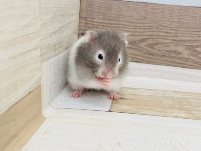 好奇心旺盛ボーイ☆セーブルハムスターくん！