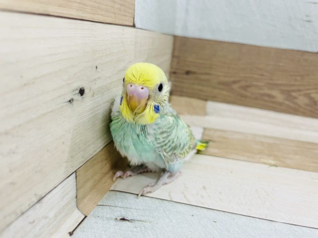 甘えた声が超可愛い♥セキセイインコ(パステルレインボー)