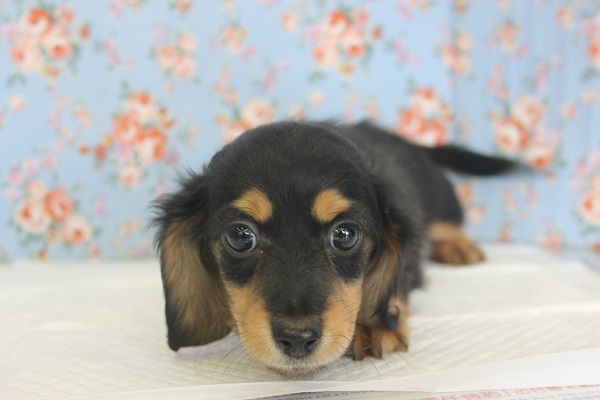 立派な眉がチャームポイント♥Ⅿダックスくん♂