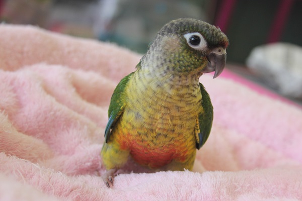 イチオシだよ🌟お顔も性格もキュートなワキコガネウロコインコさん♥