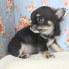 片手サイズ❕とっても小さなチワワくん★男のコ♂