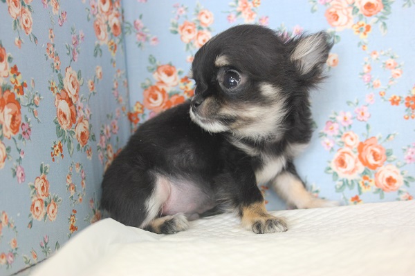 片手サイズ❕とっても小さなチワワくん★男のコ♂