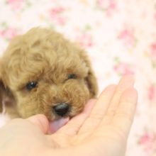 むちむちだよ～♩人気のトイプードルちゃん女のコです♀