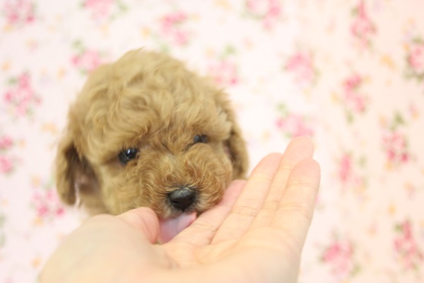 むちむちだよ～♩人気のトイプードルちゃん女のコです♀