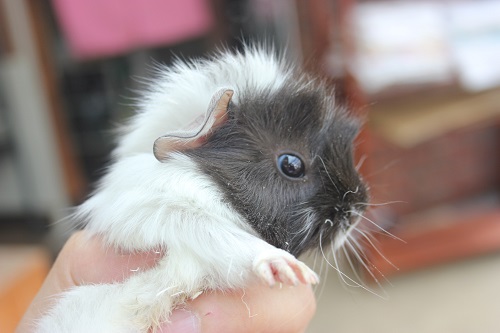 チャームポイントはト・サ・カ？　アビシニアンモルモット入舎！