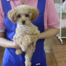 小柄だけど元気い～っぱい❢トイプードルちゃんです🌟♀