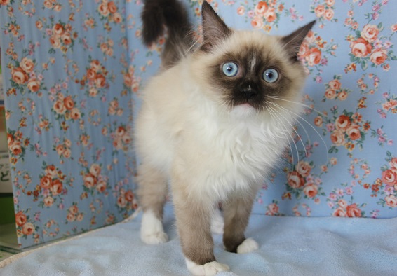 おおらかでとってもキレイなおめめのラグドールくんです💎♂