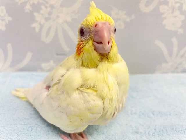 ムチムチやっ💛オカメインコ（ルチノー）　2022年1月生まれ