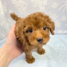ぬいぐるみ！？トイプードル（レッド）　2022月1月1日生まれ