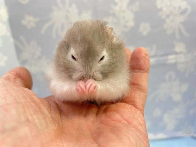 お願い事！？セーブルハムスター（グレー系）男の子　2022年1月生まれ