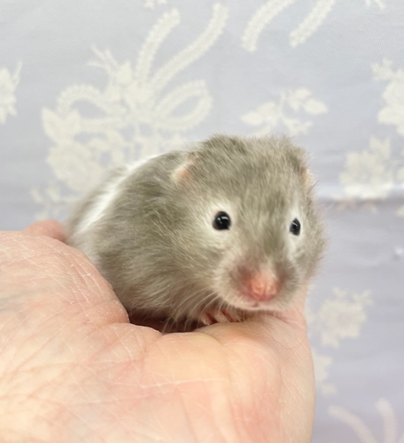 ふわふわ💛セーブルハムスター（ブラック系）女の子　2022年１月生まれ