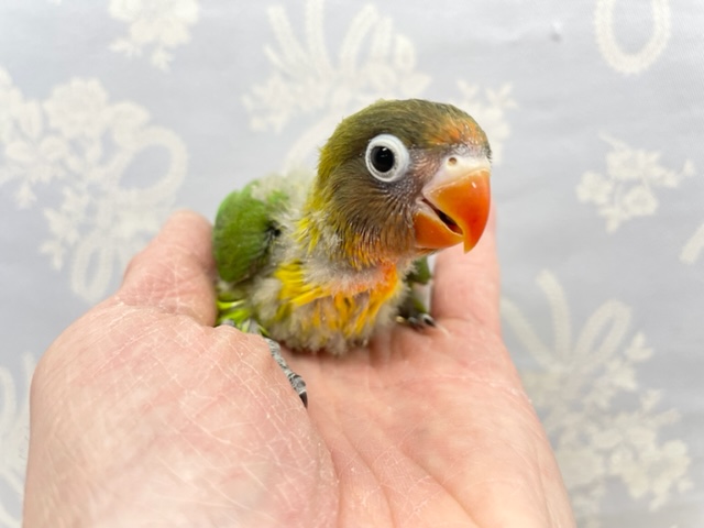 白い輪っかが素敵💛キエリボタンインコ　2022年1月生まれ