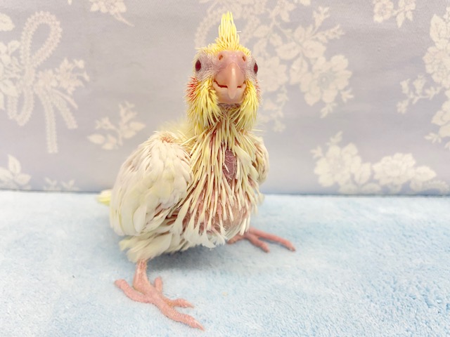 フードファイター！？オカメインコ（ルチノー）　2022月2月生まれ