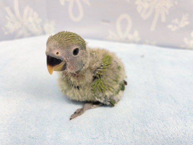 真っ赤なお顔💛コザクラインコ（ノーマル）2022年2月生まれ