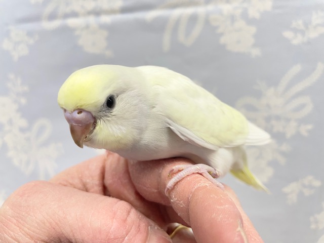レアカラー！？セキセイインコ（クリーム） 2022年2月生まれ