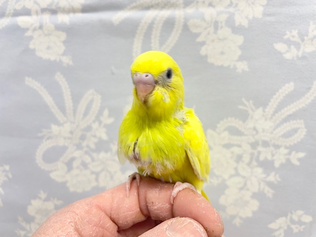 あま～いメロンみたい！？セキセイインコ（グリーンスパングルパイド） 2022年2月生まれ