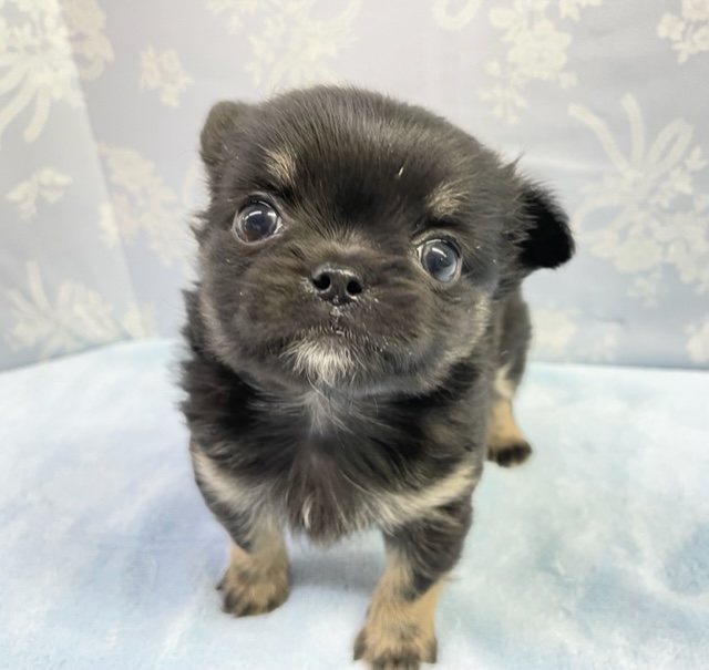 ムチムチMAX💛チワワ（ブラックタン＆ホワイト）男の子　2022年1月11日生まれ