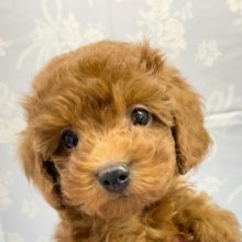 本物です💛トイプードル（レッド）　2022月1月8日生まれ