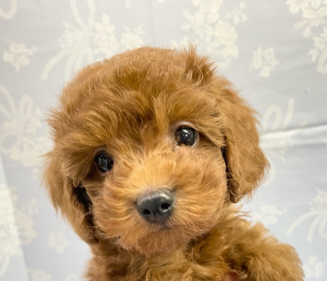 本物です💛トイプードル（レッド）　2022月1月8日生まれ