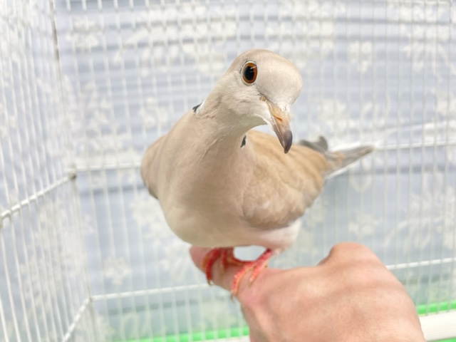 ポロッポ～♪ジュズカケバト 2021年11月生まれ