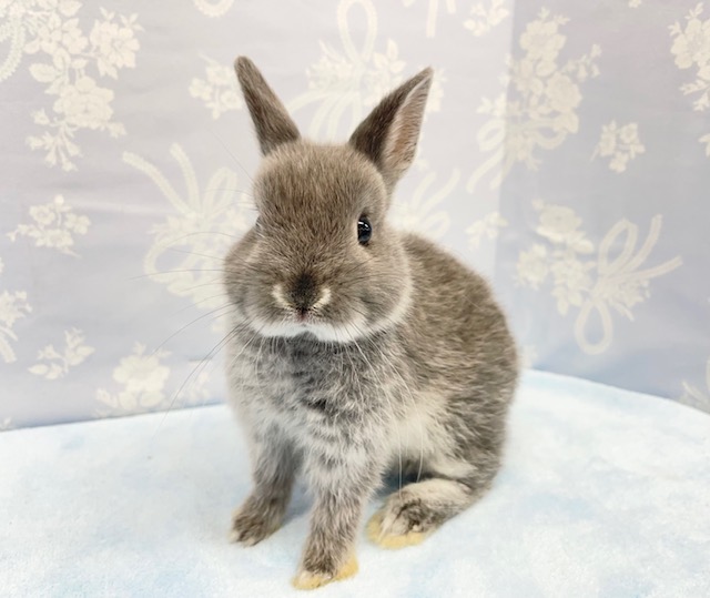 ナデナデが好きなの💛ネザーランドドワーフラビット（ブルー系）男の子　2022年2月生まれ