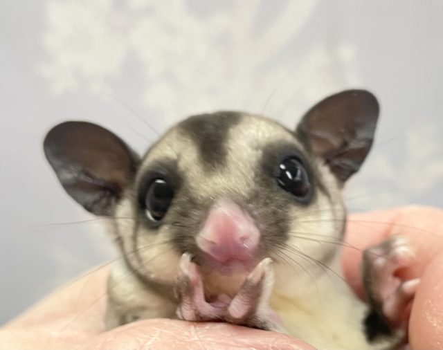 とってもキュート💛フクロモモンガ（ノーマル）男の子　2022年1月生まれ