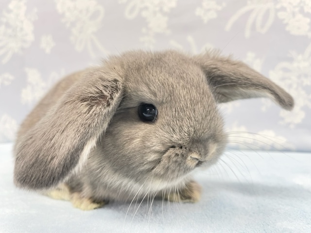 お耳パタパタ💛ロップイヤーラビット（ブルー系）女の子　2022年2月生まれ