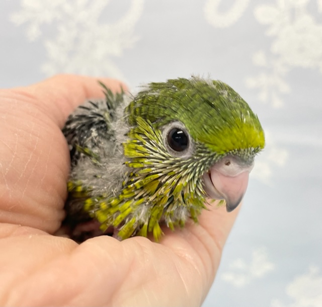 ずんぐりむっくり💛サザナミインコ（ノーマル）　2022年2月生まれ