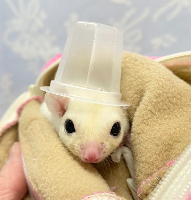 大福💛フクロモモンガ（リューシスティック）男の子　2022年2月生まれ