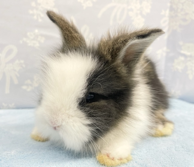 モサモサ！？ライオンラビット（白茶）女の子　2022年2月生まれ