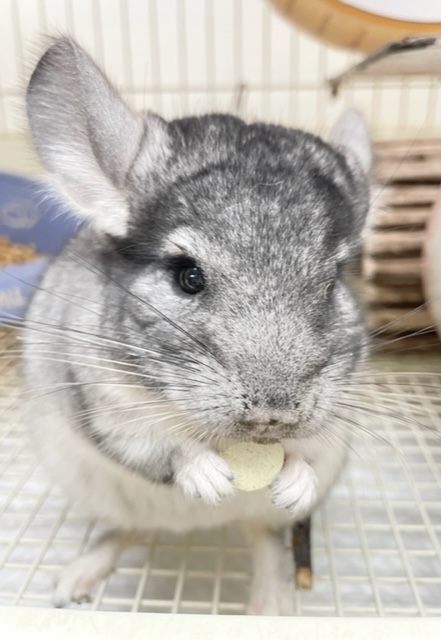 人が好き💛チンチラ（グレー）男の子　2021年12月生まれ