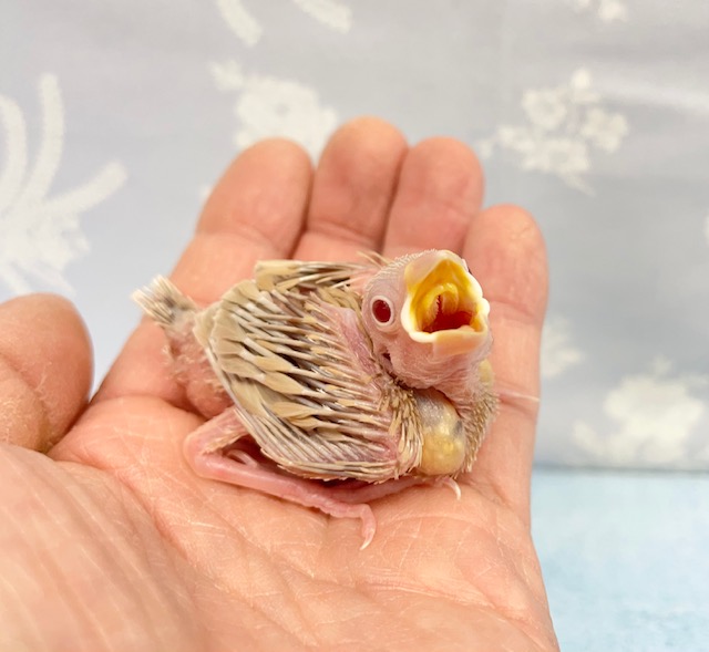 食べるで～💛シナモン文鳥　2022年3月生まれ