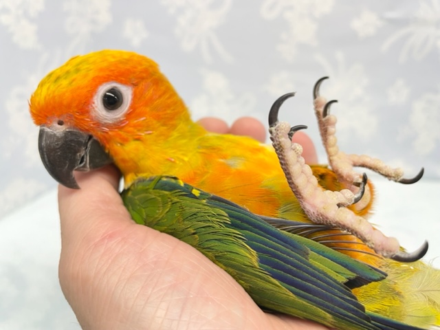 最新画像☆にぎころ💛コガネメキシコインコ　2021年12月生まれ