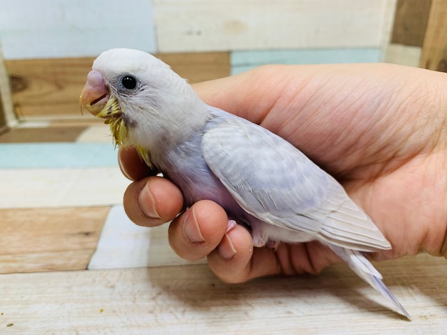 人気のピンク系♡セキセイインコ(ライラック)☆