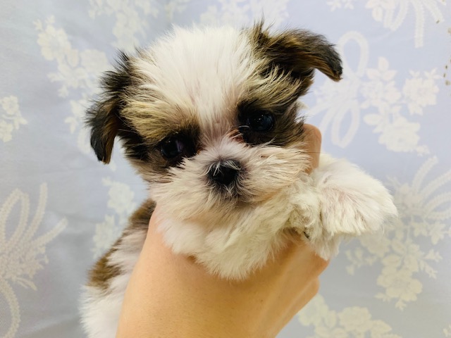 ころむちボディ！ ミックス犬(マル×シーズー)くん☆